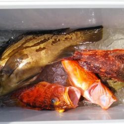 康仁丸・ジギング釣り果